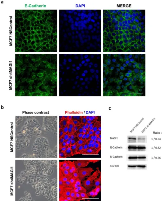Figure 4. MAGI1 downregulation in MCF7 breast cancer cells reduces epithelial differentiation.