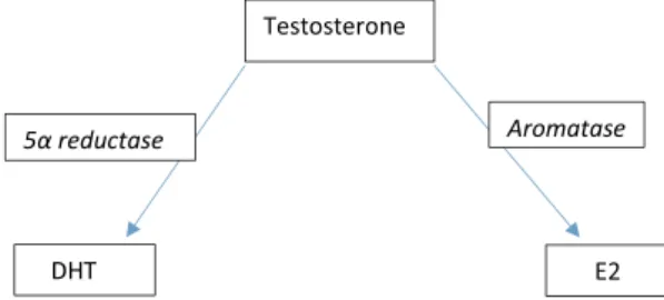Fig. 1. The role of estrogen in the ageing process of the male reproductive system appears to be triggered by the lack of blood flow to testicular cells.