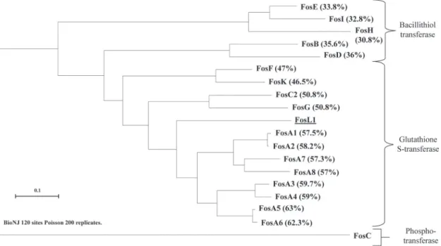 FIG 1 Phylogenetic tree obtained for all the identiﬁed Fos enzymes, including the bacillithiol and glutathione transferases by distance method using a neighbor-joining algorithm (SeaView version 4 software)