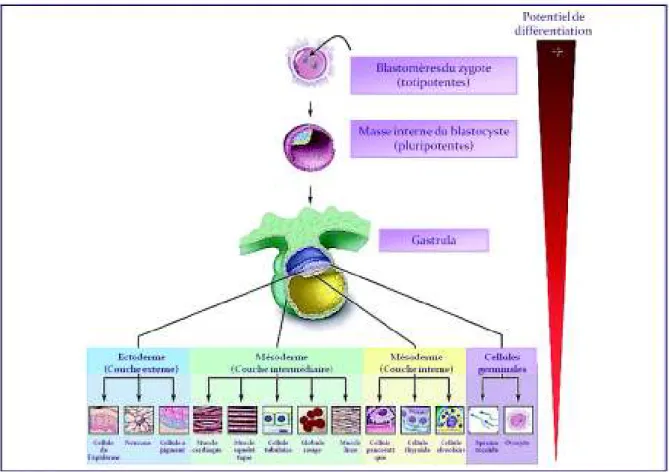 Figure  4  –  Potentiel  de  différenciation  des  cellules  souches  totipotentes  et  pluripotentes