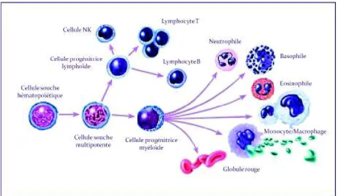 Figure  5  –  Potentiel  de  différenciation  des  cellules  souches  multipotentes.  Un  exemple  des  cellules  souches  multipotentes  -  la  cellule  hématopoïétique