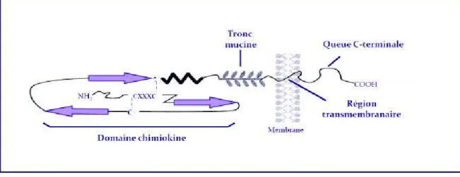 Figure 11 - Représentation schématique de la forme membranaire de CX 3 CL1. 