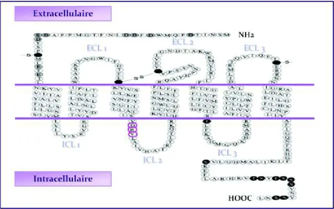 Figure  12  -  Représentation  schématique  d’un  récepteur  aux  chimiokines.  Il  est  composé  de  7  segments  transmembranaires  (TM  1-7),  de  3  boucles  extracellulaires  (ECL 1-3),  de  3  boucles  cytoplasmiques  (ICL  1-3),  d’un  domaine  N  t