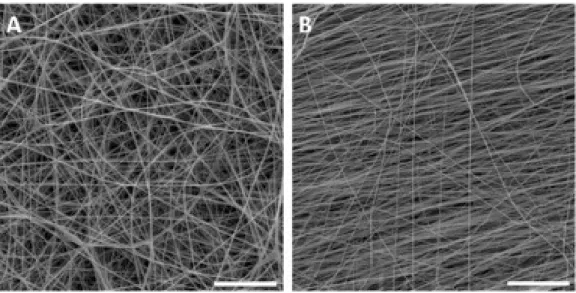 Fig.  1. 5 :  Observation  de  fibres  de  collagène  de  type  I  produites  par  électrofilage  en  microscopie  électronique  à  balayage  (Nöth  et  al