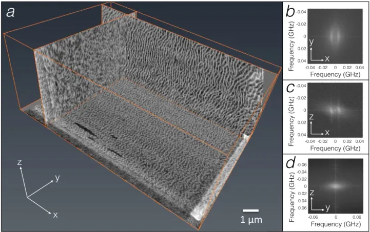 Figure  3.  (a)  FIB  SEM  reconstructions  of  XY,  YZ  and  XZ  planes  of  the  egg  sac  material