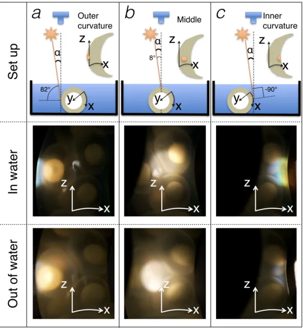 Figure 4. Comparison of reflected colours on different parts of the egg sac in water  and in air with a nearly normal light incidence (α=8°)