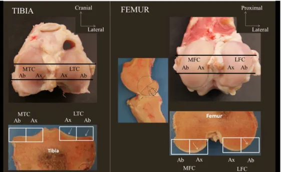 Figure 1. Sampling sites in the middle third of the medial tibial condyle (MTC), medial femoral condyle  (MFC), lateral tibial condyle (LTC) and lateral femoral condyle (LFC)