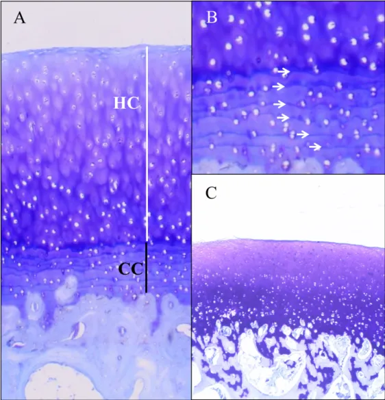 Figure 2. The osteochondral junction at histology. 