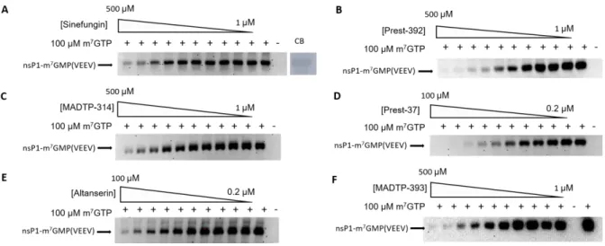 Table 4: Evaluation of the inhibition of the head of series 1 and 2 in both GT and MTase  activity carried by VEEV nsP1 and/or Human N7 methyltransferase