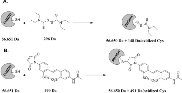 Figure 4.  Western-blot of the different conditions. All samples were incubated with DSF and/or AMS during  1 h at room temperature before running on a 12% SDS-Tris-Glycine Page gel