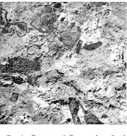 FIG. 1.-Fragment  of  Concrete  from  South  Section  of  Bridge  Deck,  Showing  Rims  and  White Deposits