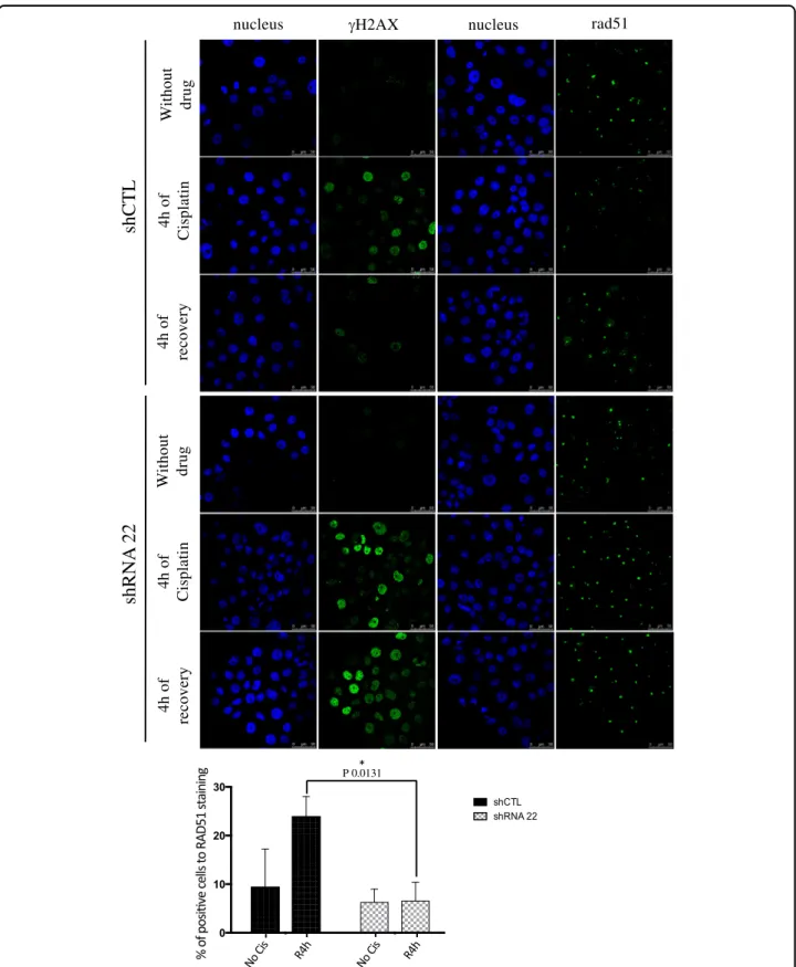 Fig. 5 Effect of TMEM45A inactivation on the recruitment of RAD51 to DNA damage foci. SQD9 cells were transduced with lentiviral particles expressing shRNA control (shCTL) or shRNA targeting the mRNA of TMEM45A (shRNA 22)