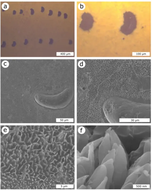 Figure 2. The elytra of E. auripigmenta exhibit a black-spotted yellow colouration in the dry state