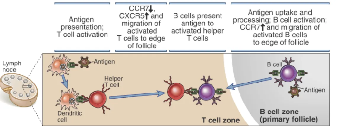 Figure  n°6 :  Interactions  lymphocytaires  B  et  T,  aboutissant  à  la  sécrétion  d’anticorps  dirigés  contre  l’antigène.