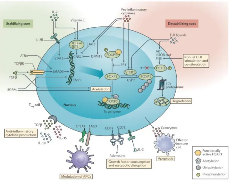 Figure n°10 : Signaux stabilisateurs et déstabilisateurs du facteur FOXP3 dans les lymphocytes T régulateurs  28