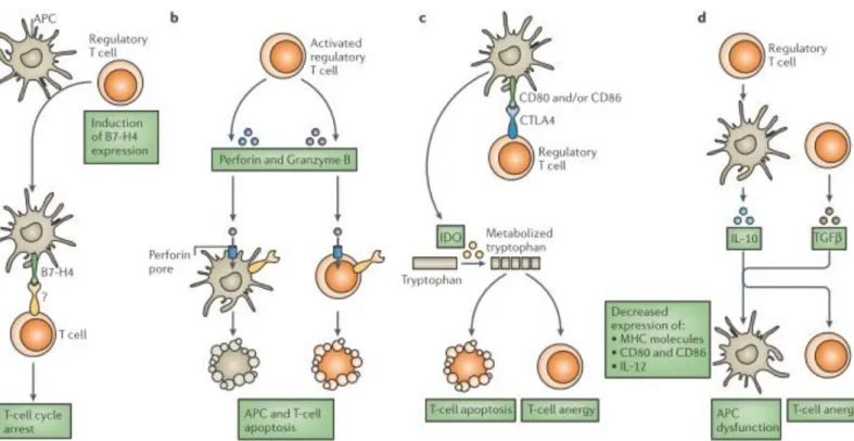 Figure n°11 : Principaux mécanismes suppresseurs des lymphocytes T régulateurs  36