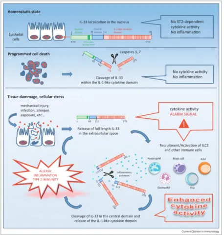 Figure n°13 : IL-33, localisation,  sécrétion et modes d’action  42