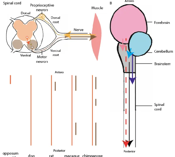 Figure 1.5 Neuro-anatomy of motor control. A. Schematic transverse section of the spinal cord, with dorsal regions in yellow,  intermediate regions in orange, and ventral regions in brown