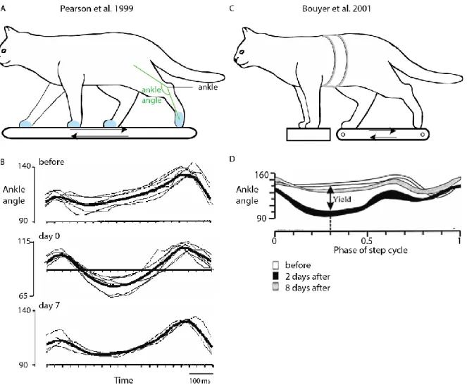 Figure 1.8 Adaptation of locomotion to the removal of ankle extensors. A-B. Adaptation in an intact cat