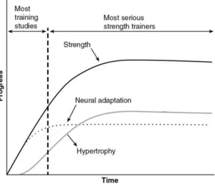 Figure 1.9 Neural and muscular adaptations to strength training over time, adapted from Moritani and deVries (1979)