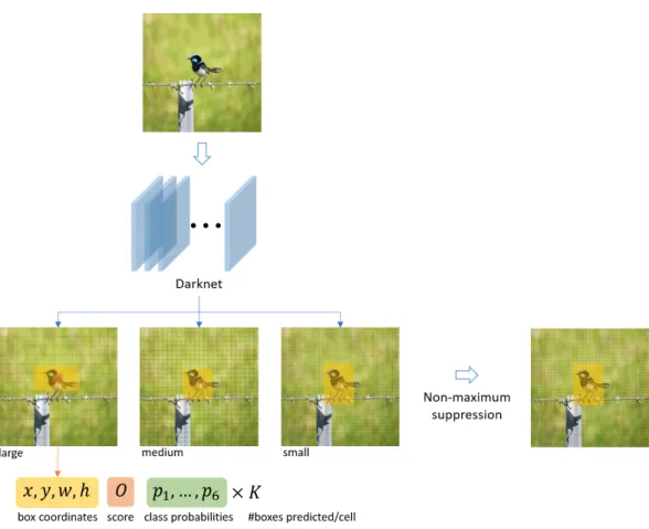 Figure 6. Architecture of YOLO V3 for object detection. A picture is passed through a fully convolutional neural network of 406 hidden layers in order to predict box coordinates and class probabilities at three different scales (large, medium, small)