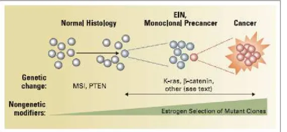 Figure 7 : la néoplasie endométriale intraépithéliale se développe à partir d’un clone mutant et  est caractérisée par des modifications architecturales et cellulaires