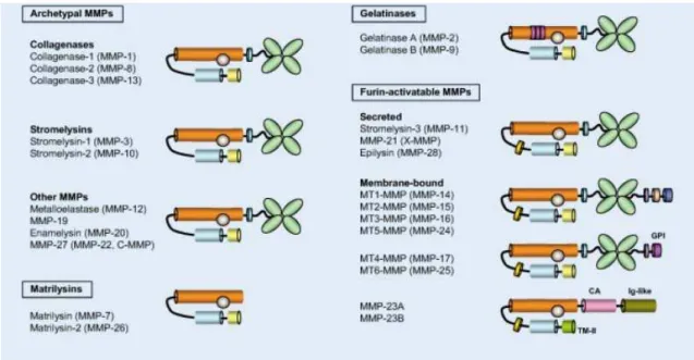 Figure 11 : classification structurale des MMPs basée sur leur organisation en domaines  (d’après Folgueras) [56]