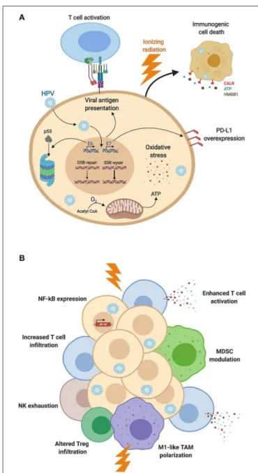 FIGURE 1 | HPV-induced modifications of (A) cancer cell biology and (B) immune responses, impacting the radiation response