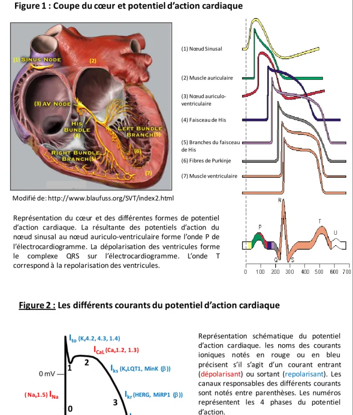 Figure 1 : Coupe du cœur et potentiel d’action cardiaque