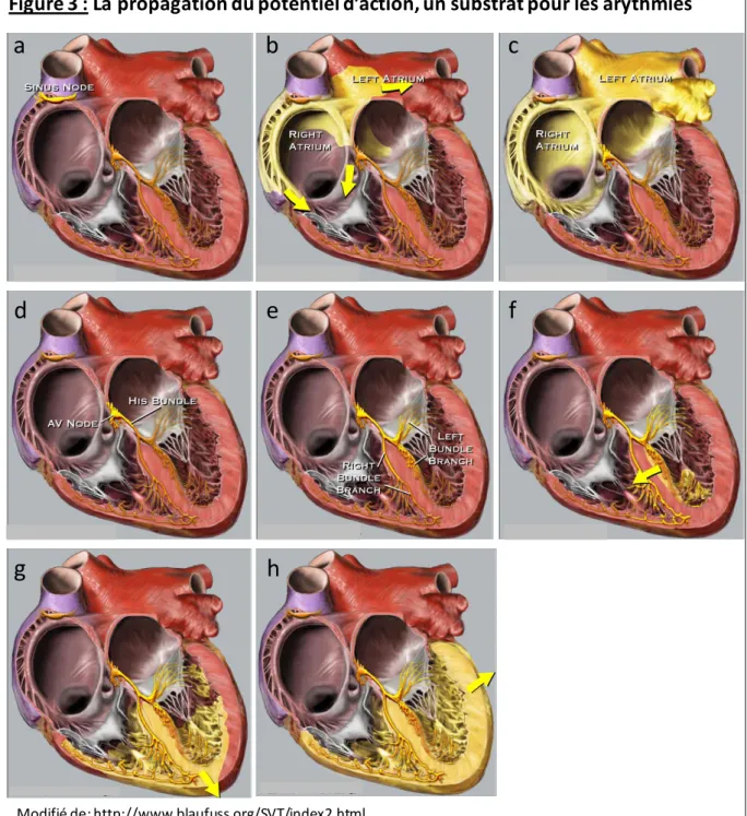 Figure 3 : La propagation du potentiel d’action, un substrat pour les arythmies