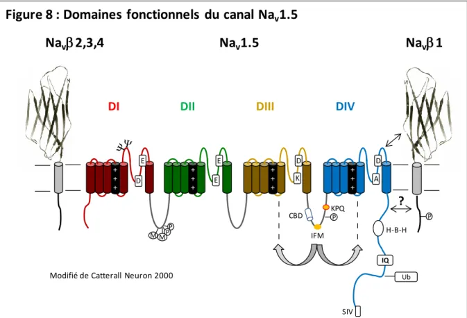 Figure 8 : Domaines  fonctionnels  du canal Na v 1.5