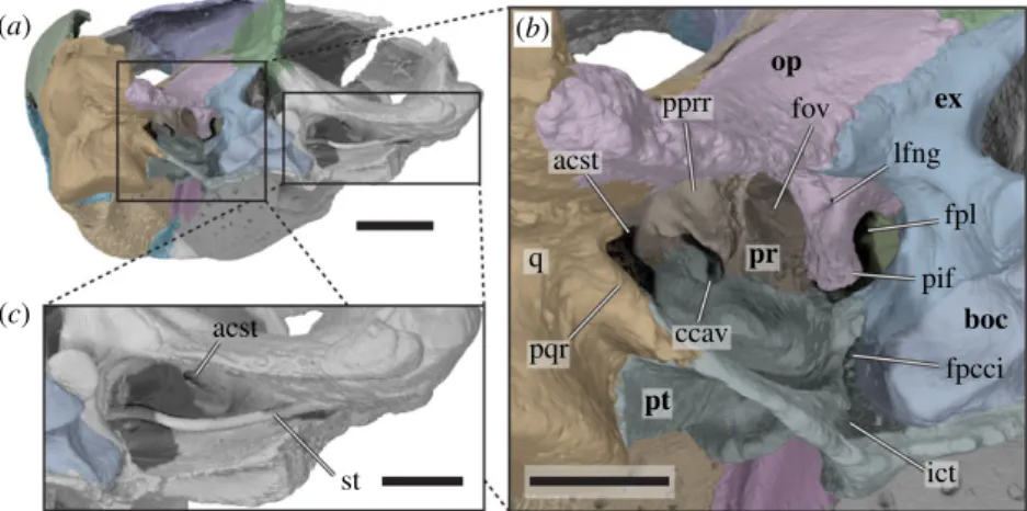 Figure 6. Three-dimensional renderings of the posterior part of the cranium forming the cavum acustico-jugulare of Sandownia harrisi (MIWG 3480)