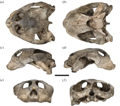 Figure 1. Photographs of the cranium of the holotype specimen of Sandownia harrisi (MIWG 3480)