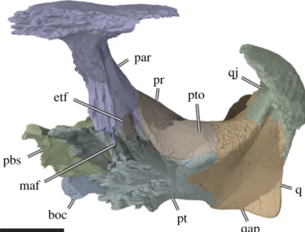 Figure 5. Three-dimensional rendering of partial cranium of Sandownia harrisi (MIWG 3480) in left anterolateral view, showing aspects of the otic capsule and adjacent structures