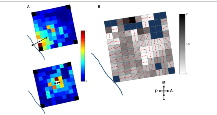 FIGURE 8 | Orientation of the stimulus-evoked propagation of MUA in monkey S. (A) The contour plot of the 2D Gaussian fit is overlapping with the MUA activity spread when stimulating two distinct channels (white squares) close to the central sulcus (top) o