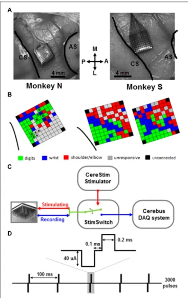 FIGURE 1 | Array implantation and stimulation/recording setup.