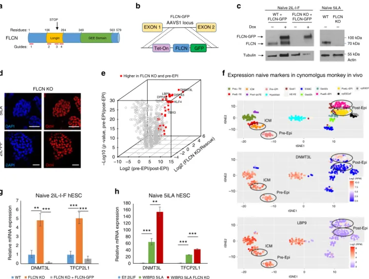 Fig. 2 FLCN KO hESC express naïve pluripotency markers. a Schematic representation of FLCN protein and location of CRISPR guide RNAs used