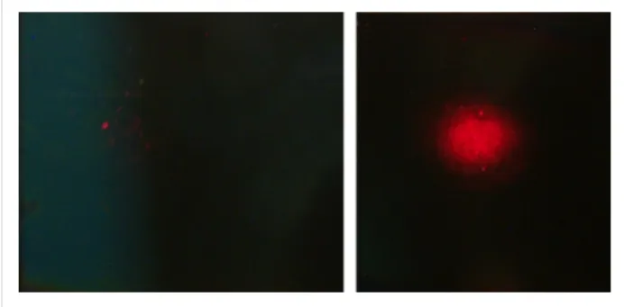 Figure 2: Optical scattering of an expanded laser beam (diameter 5 mm) on the sample. (Left) Undoped polymer film
