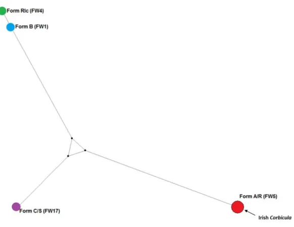 Figure 4. Haplotypic diversity and relationships in Invasive Corbicula clams inferred through  median-joining Network