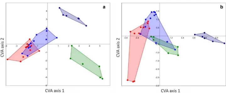 Fig. 6    CVA scatter plots of the groupings diogenid left claws (red), diogenid right claws (blue), pagurid left claws (dark blue) and pagurid right  claws (green)
