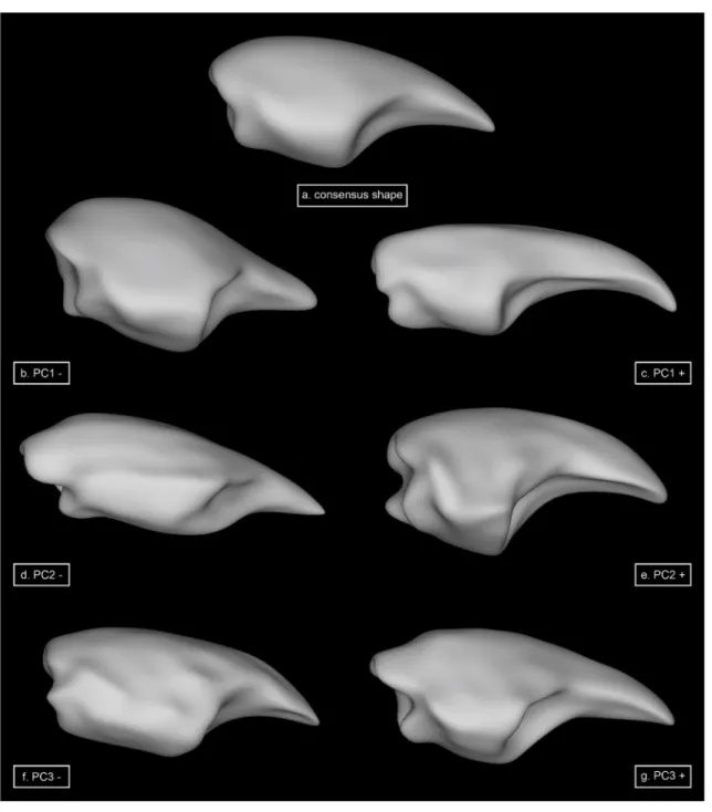Fig. 3    Results of the 3D spherical harmonic analyses of propodi showing major shape variation of the first three principal components compared  to the consensus shape (a)