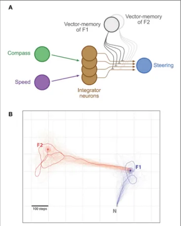 FIGURE 5 | Shortcutting. (A) Same representation as in Figure 2, with the difference that two distinct vector-memory neurons are available (but only one recalled at a time)