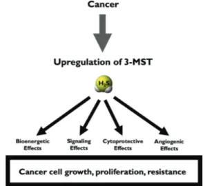 Fig. 4. Potential mechanisms of action and functional roles of the 3-MST system in cancer