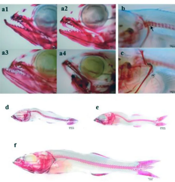 Figure 7.  Examples of some skeletal anomalies observed in 39 dph pikeperch sander lucioperca larvae