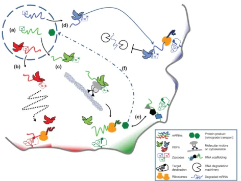 Figure  14:  Different  mechanisms  of  mRNA  localization. The mRNPs can be  transported  via  general  diffusion  followed  by  their  entrapment  in  specific  components of the cell (b), or direct transport via motor proteins (c) or become  localized t