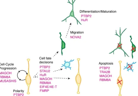 Figure  17:  Regulation  of  corticogenesis  by  RNA‐binding  proteins.  Different    aspects  of  neural  progenitor  function  (cell  cycle  progression,  cell  fate  decision,  apoptosis)  and  neuronal  function  (migration,  differentiation,  maturati