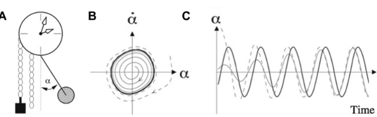 Figure 1.3: A) An example of a self-sustained oscillator, the pendulum clock. The potential energy of the lifted weight is transformed into oscillatory motion of the pendulum and eventually into the rotation of the hands