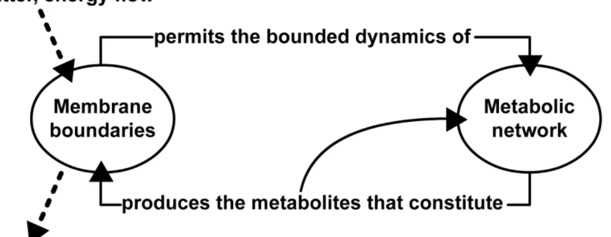 Figure 1.5: The autopoietic organization is defined as a unit by a network of production of compo- compo-nents (chemical reactions) which (i) participate recursively in the same network of production of components (chemical reactions) that produced them, a