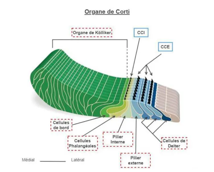 Figure  2.2  :  Anatomie  de  l'Organe  de  Corti  immature.  Les  différentes  populations  de  cellules  de  soutien sont encadrées en pointillés rouges, tandis que les cellules sensorielles sont encadrées en bleu