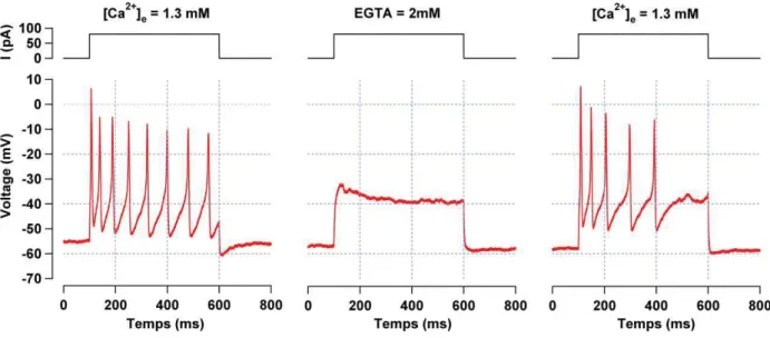 Figure 2.8 : Potentiels d’action calciques évoqués. (A) Potentiels d’action d’une cellule ciliée interne  (P8)  en  réponse  à  l’injection  d’un  courant  dépolarisant  de  +70  pA  et  d’une  durée  de  500  ms